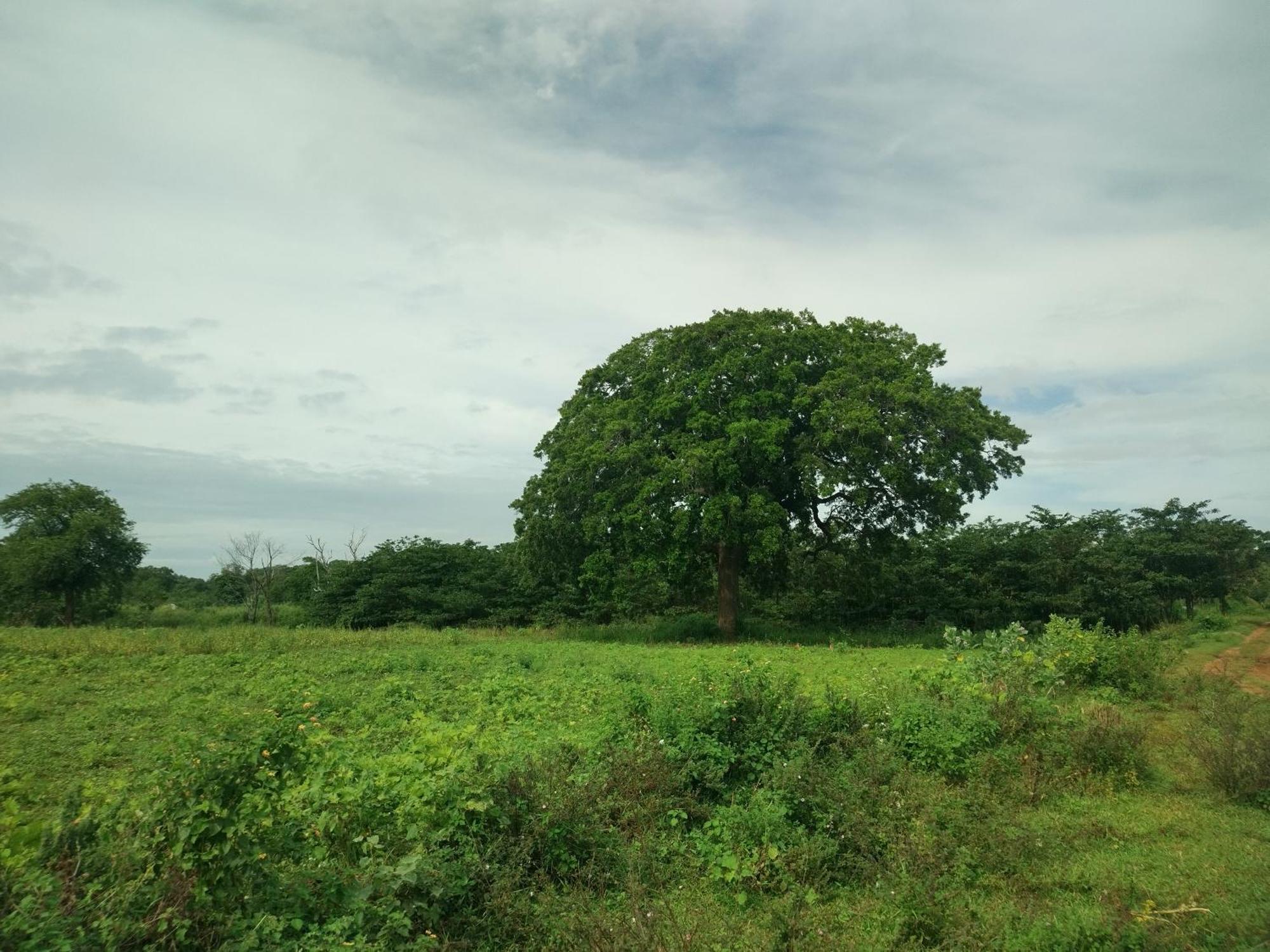 Nature Kingdom Botanical Garden Villa Hambegamuwa Bagian luar foto