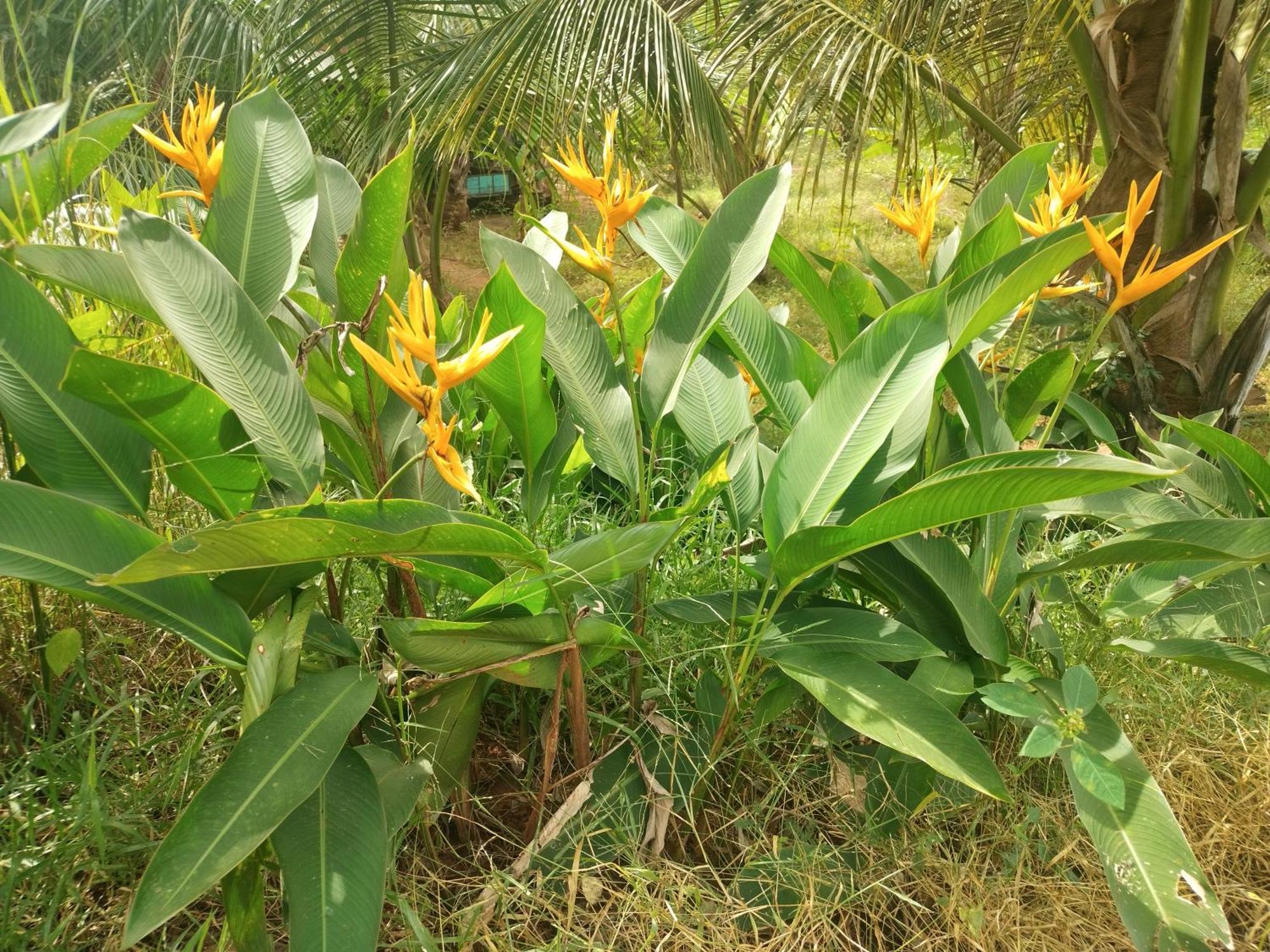 Nature Kingdom Botanical Garden Villa Hambegamuwa Bagian luar foto