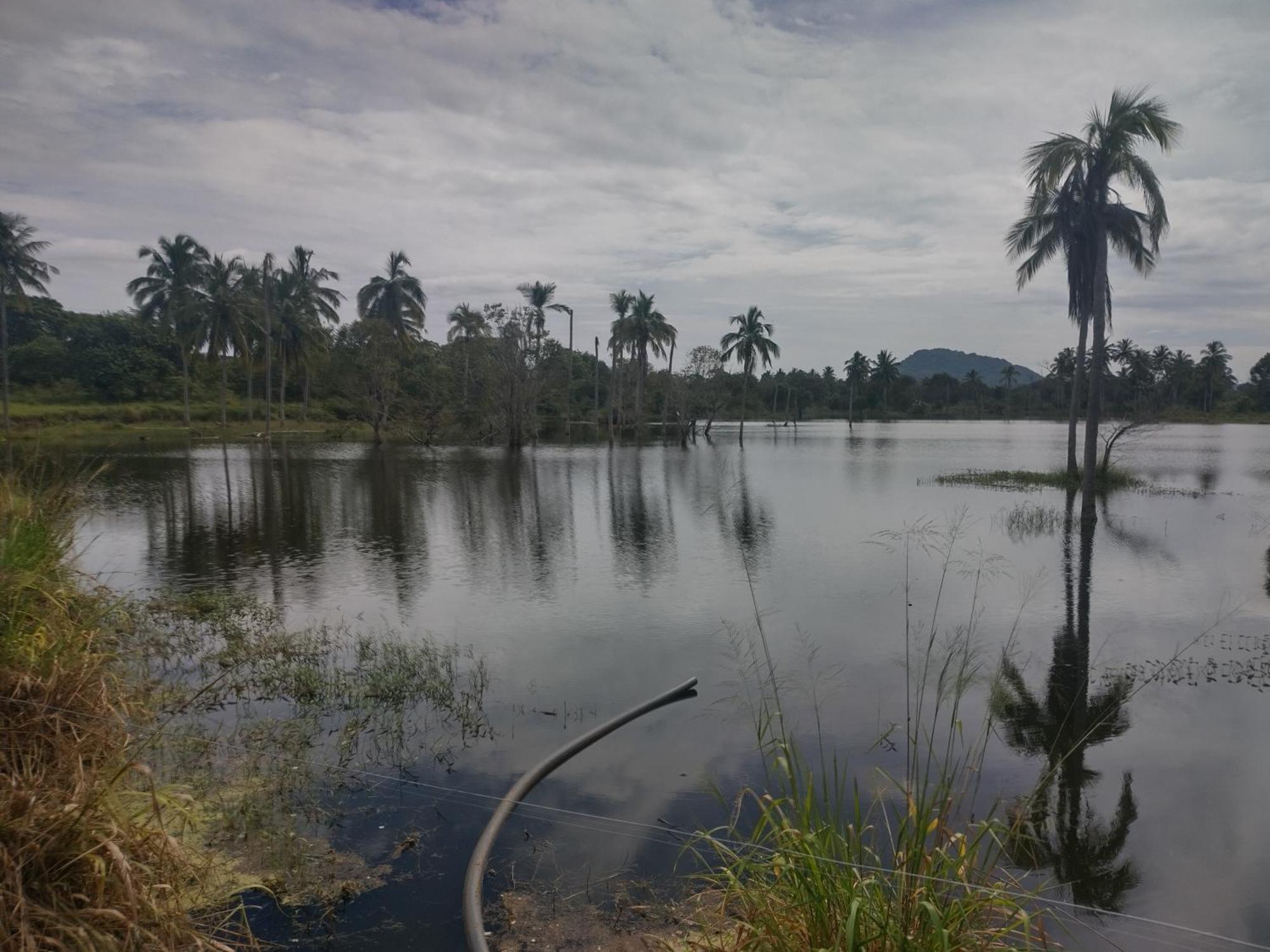 Nature Kingdom Botanical Garden Villa Hambegamuwa Bagian luar foto